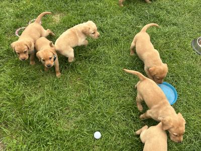 Purebred Award Winning IKC Registered Golden Labrador puppies *only 4 Left*